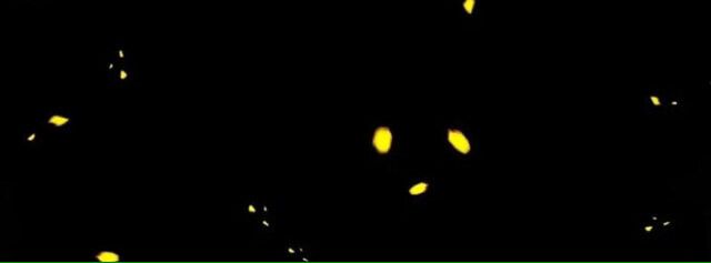 Golden Print ตอนที่ 1 33